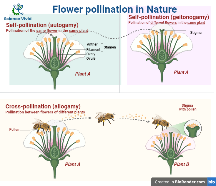 Structure and types of pollination in flower