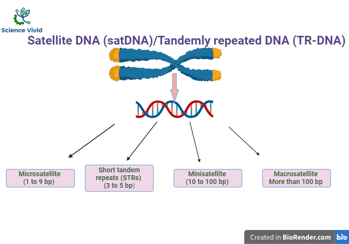 Satellite DNA (satDNA)/Tandemly repeated DNA (TR-DNA)