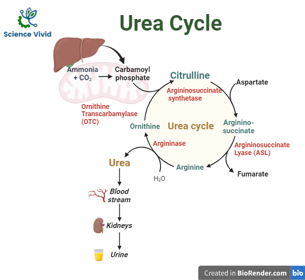 Pathway of Urea cycle