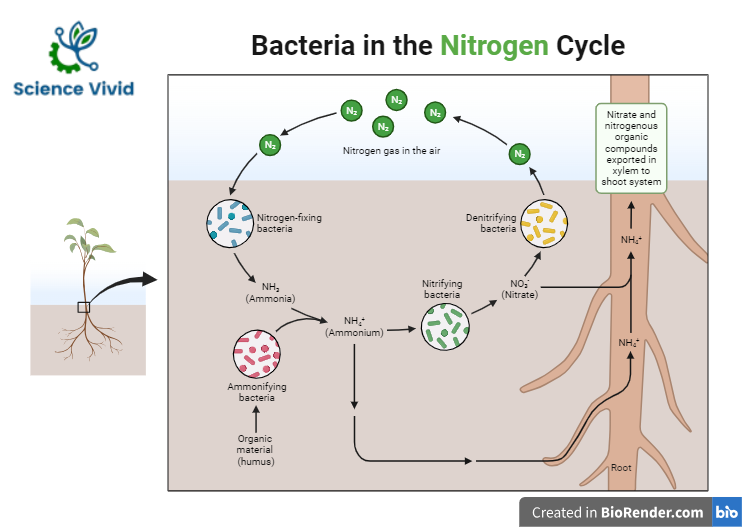 Bacteria in nitrogen cycle