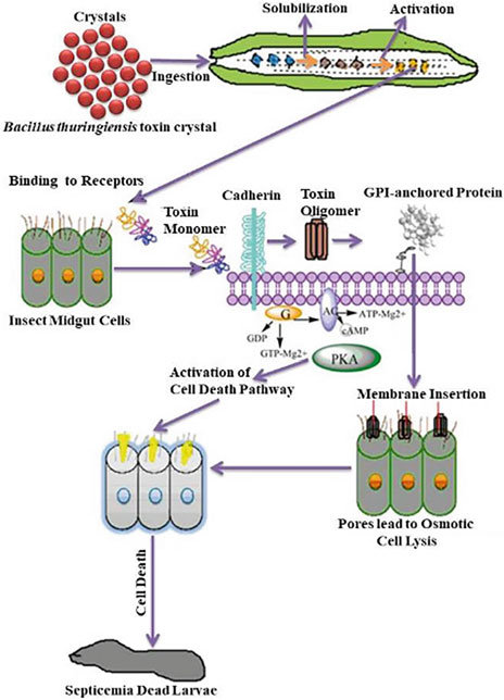 Mode of action of Bacillus thuringiensis Cry and Cyt toxins and their potential for insect control