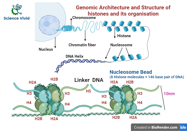 Genomic Architecture and structure of histones and its organisation