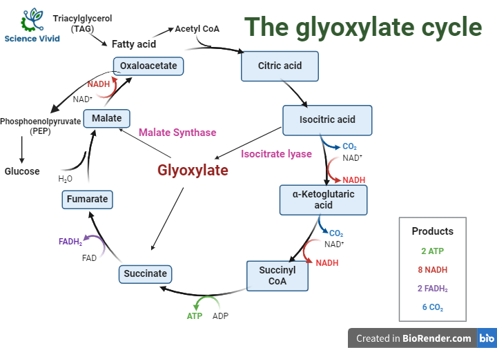  The glyoxylate cycle/Shunt (GS)