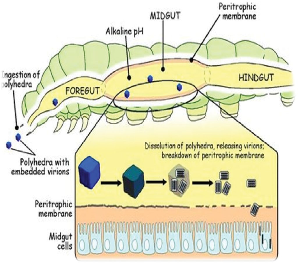 The mode of action of nucleopolyhedrovirus (NPV) on insect host.