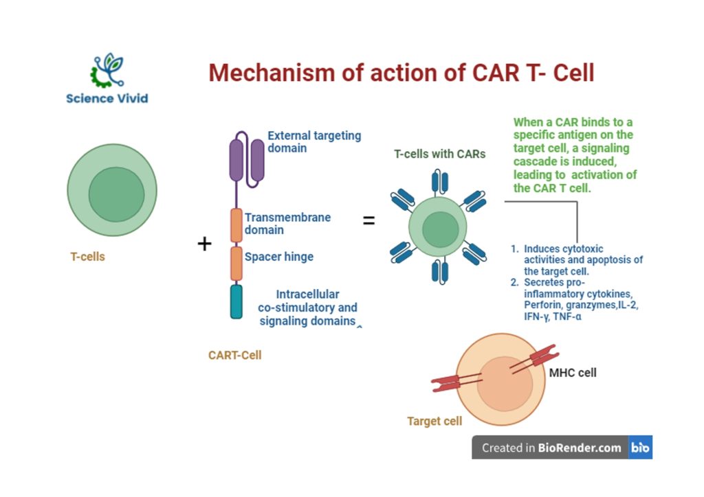 Mechanism action of Chimeric Antigen Receptor (CAR)-T cell therapy