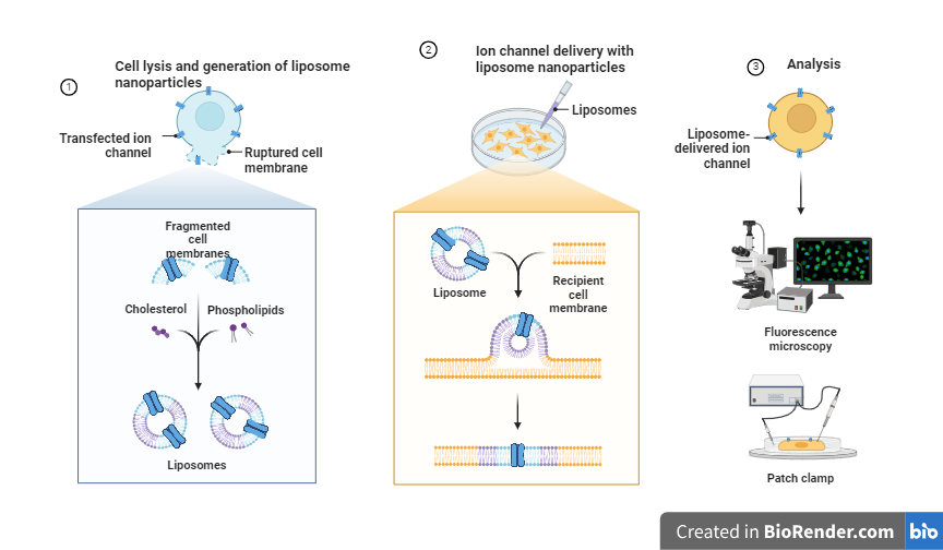 Liposome mediated transfection