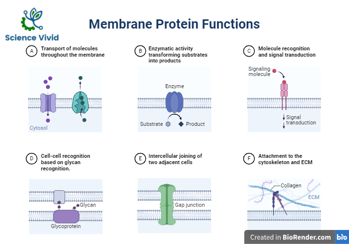 Functions of membrane proteins