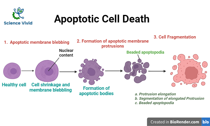  Morphology of apoptosis