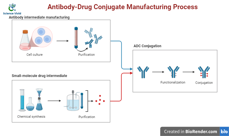 Antibody-Drug Conjugate Manufacturing Process