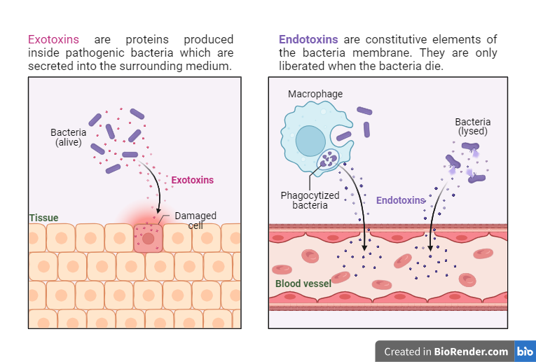 Bacterial Toxins: Introduction, Types, Mechanisms of Toxin Action ...