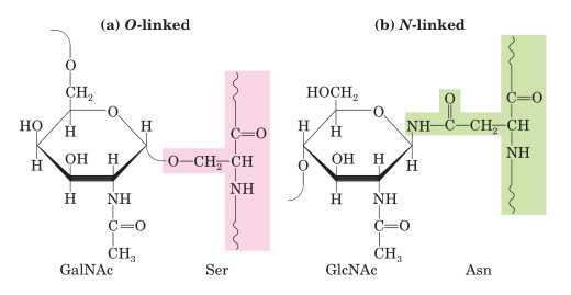 Oligosaccharide linkages in glycoproteins