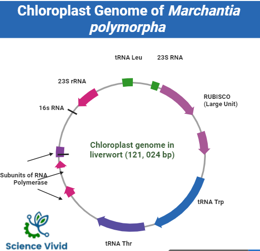 Chloroplast Genome: The liverwort Marchantia polymorpha L.