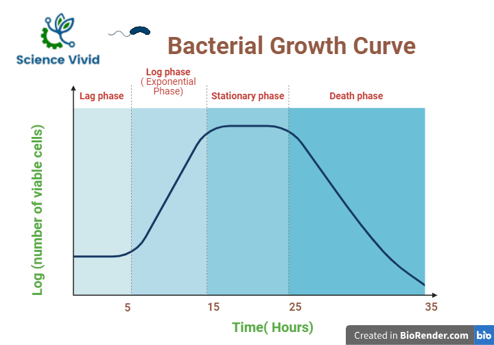 Different phases of bacterial growth curve