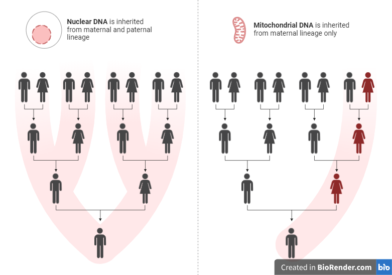 Mitochondrial inheritance (Extrachromosomal Inheritance)