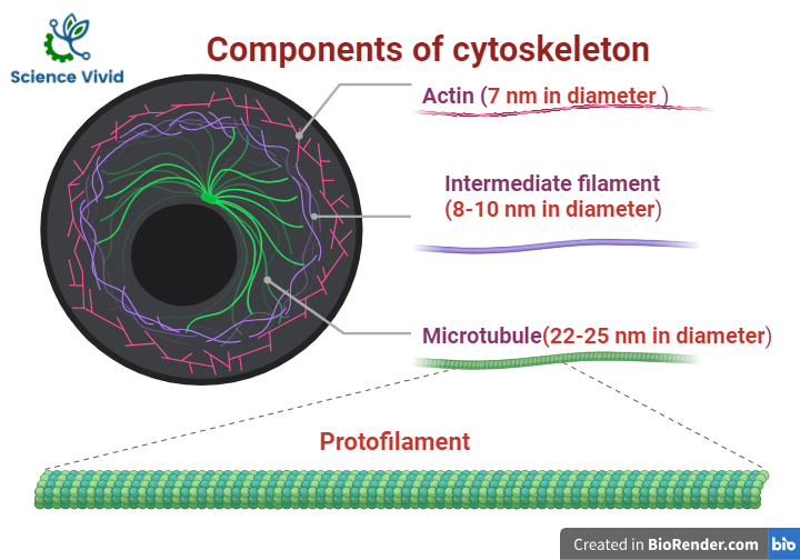 Several components of cytoskeleton