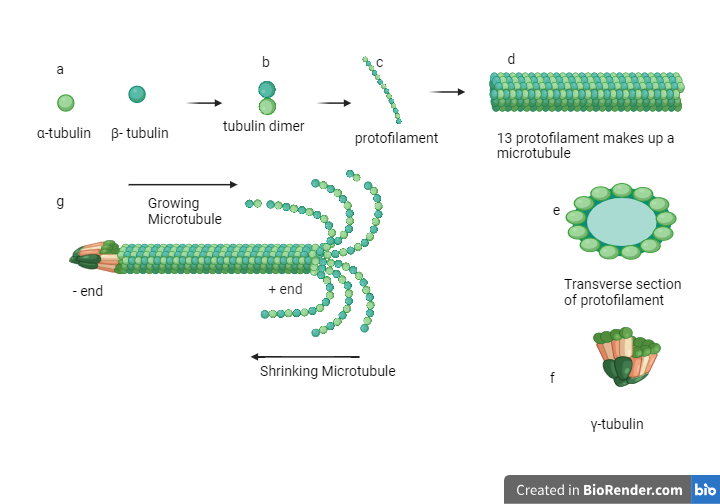 Structural component of microtubules