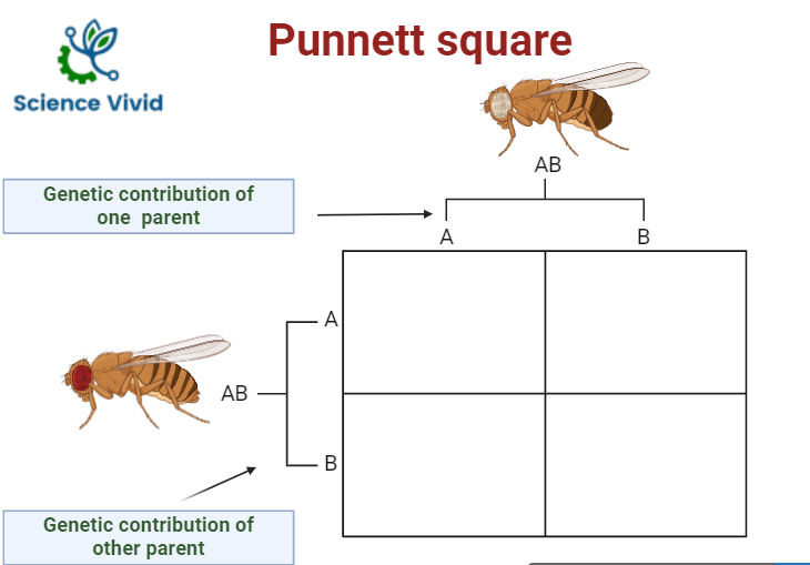 Punnett square  and way of construction of the square