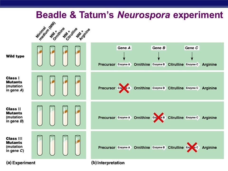 George Wells Beadle and Edward Lawrie Tatum experiment of One-gene-one enzyme hypothesis.