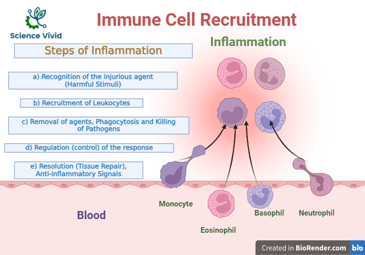 Steps of inflammation