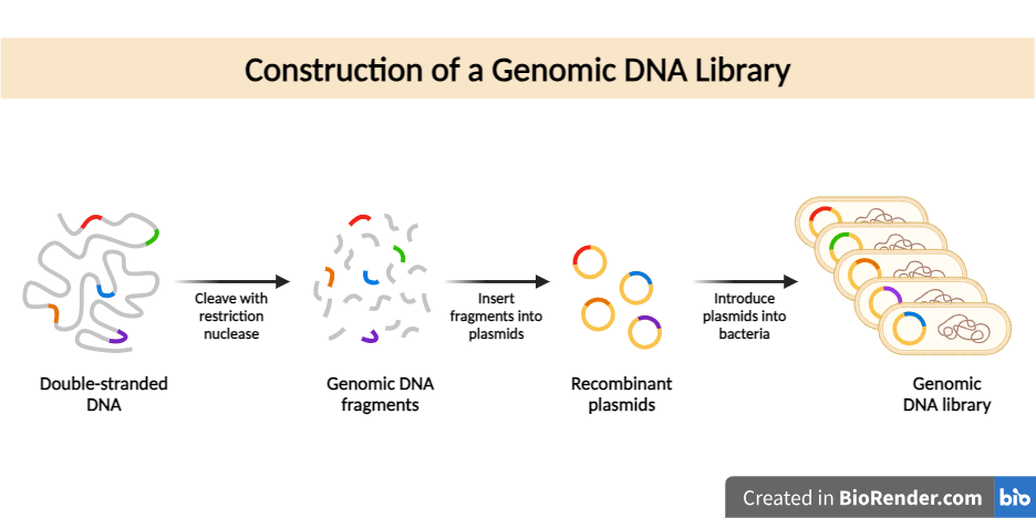  Construction of a cDNA Library