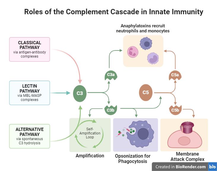 Types of complement system and the role of complement cascade in a innate immunity