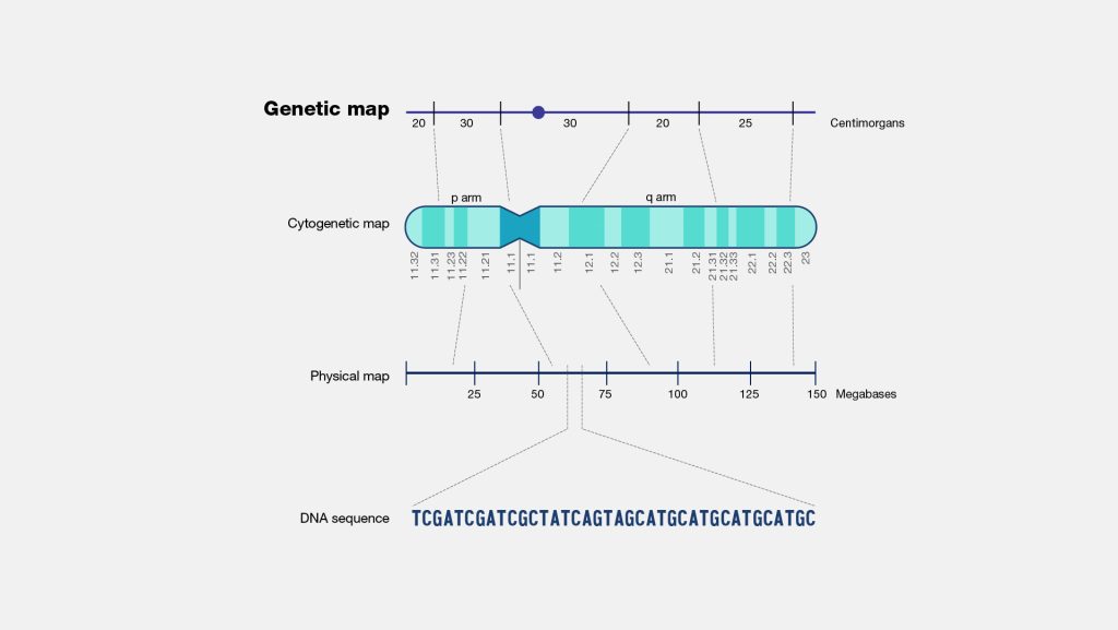 Genetic Maps: Introduction, Linkage Maps, Cytogenetic Maps, Physical ...