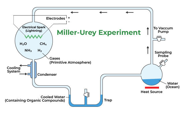 Miller and Urey’s Experiment