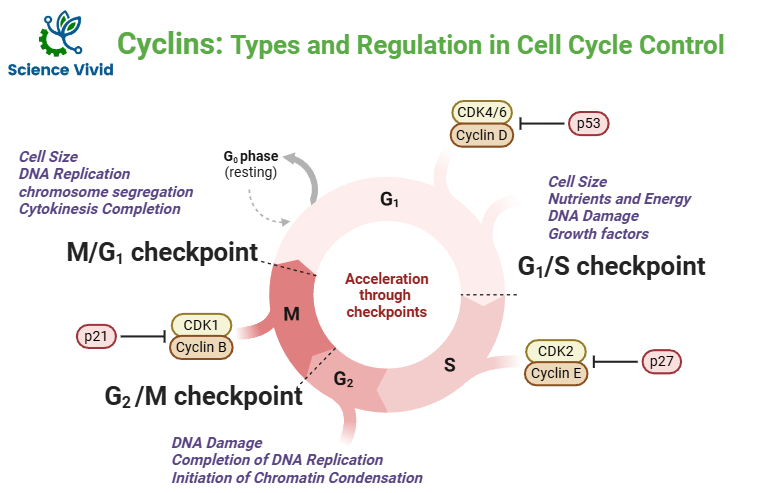 Cyclins: Types and Regulation in Cell Cycle Control