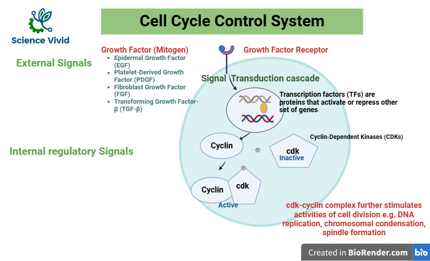 Cell cycle and Checkpoints: Introduction, External and Internal signals of cell cycle control