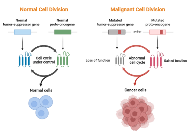 Tumor suppressor genes (p53 gene)