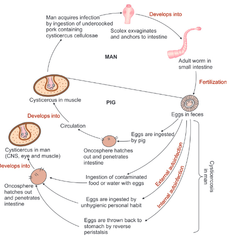 The diagram depicts the transmission and development of Taenia solium in humans and pigs. Humans acquire infection by consuming undercooked pork containing cysticerci, leading to intestinal tapeworms. Autoinfection or ingestion of eggs can result in cysticercosis in humans, particularly affecting the central nervous system (CNS), eyes, and muscles. Pigs become infected by ingesting eggs, developing cysticerci in their muscles.