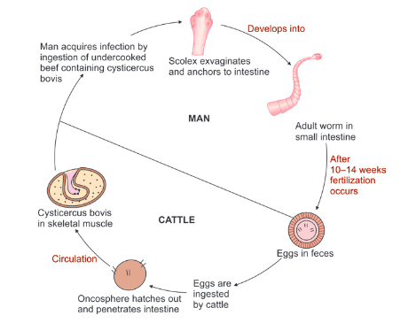 This figure illustrates the life cycle of T. saginata (beef tapeworm), showing transmission between humans (definitive host) and cattle (intermediate host). Humans acquire infection by consuming undercooked beef containing cysticerci. In the human intestine, the parasite develops into an adult worm. Eggs passed in feces are ingested by cattle, where they develop into cysticerci in the muscle tissue, completing the cycle.
