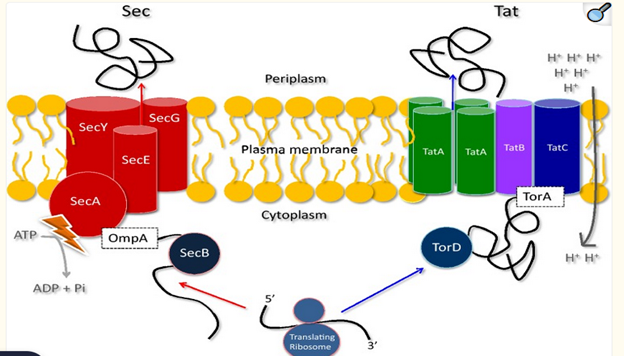 The core components and mechanisms of bacterial protein secretion via the Sec and Tat pathways, emphasizing their distinct roles in handling unfolded vs. folded protein cargo.