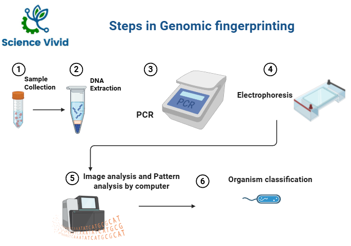 Steps in Genomic fingerprinting