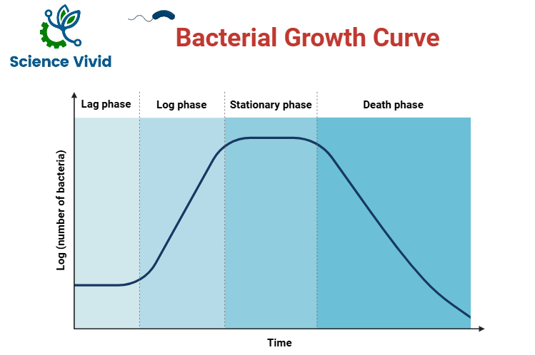 Bacterial Growth Curve: Four Distinct Phases