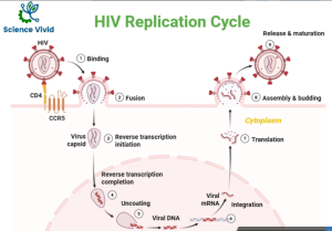 Immunodeficiency: Introduction, brief account of life cycle of HIV and ...