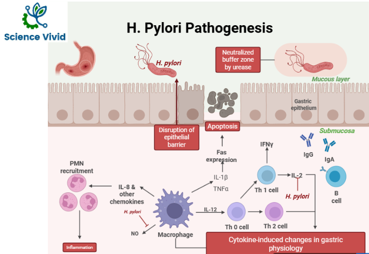Pathogenesis mechanisms of H. pylori