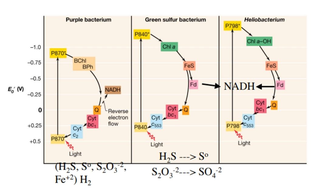 Anoxygenic photosynthesis in different bacteria