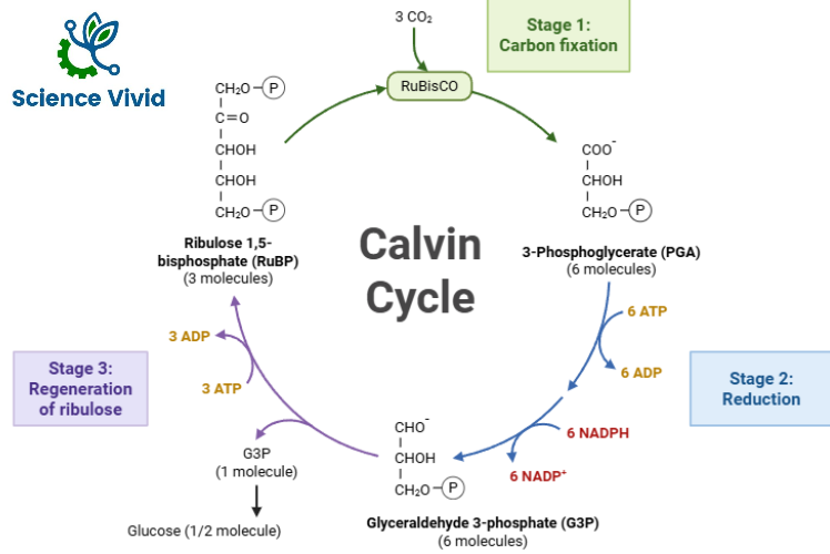 Dark Reaction (Calvin Cycle)