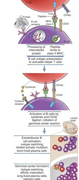 Mechanisms of helper T cell–mediated B cell activation