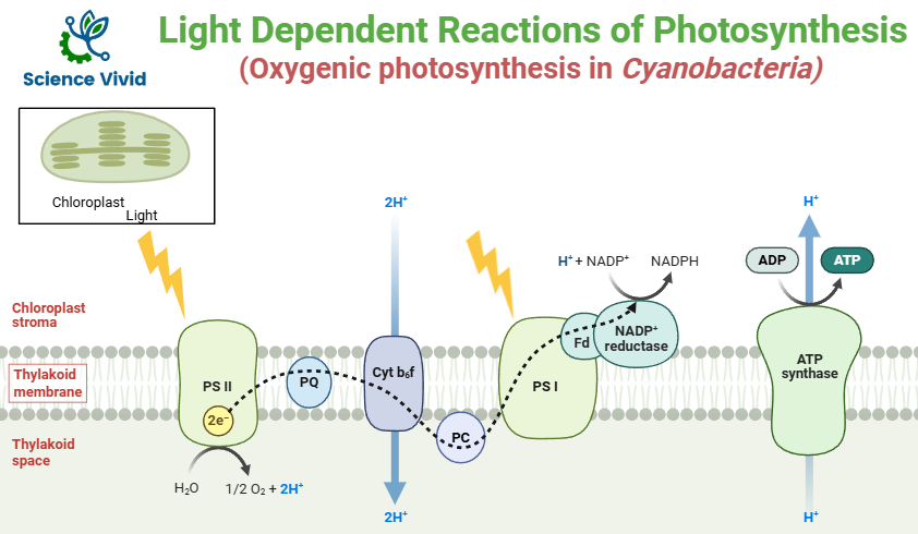 Anoxygenic photosynthesis in different bacteria