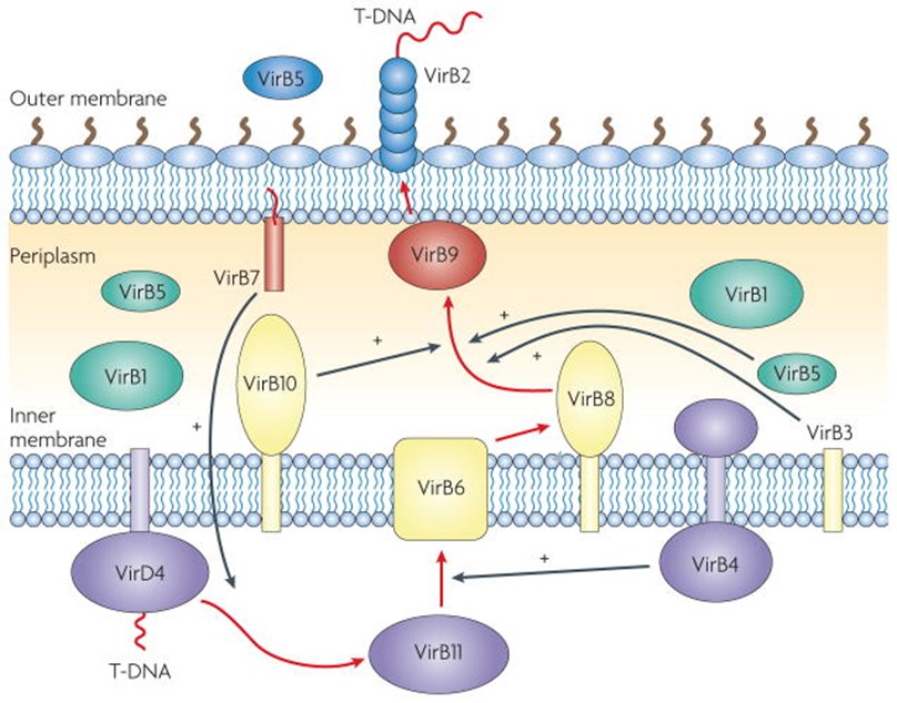 T-DNA translocation pathway within the type IV secretion apparatus of Agrobacterium tumefaciens