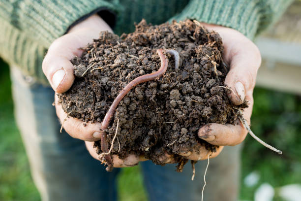 Earthworm