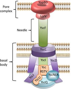  Type III secretion system in Yersinia