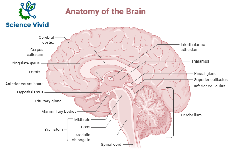 Anatomy of Brain