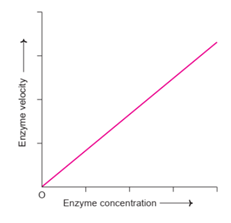 Effect of enzyme concentration on enzyme velocity