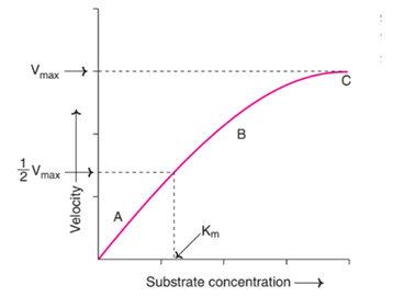 Effect of substrate concentration on enzyme velocity
