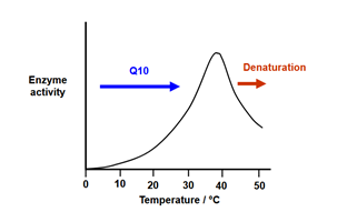 Effect of temperature on enzyme activity