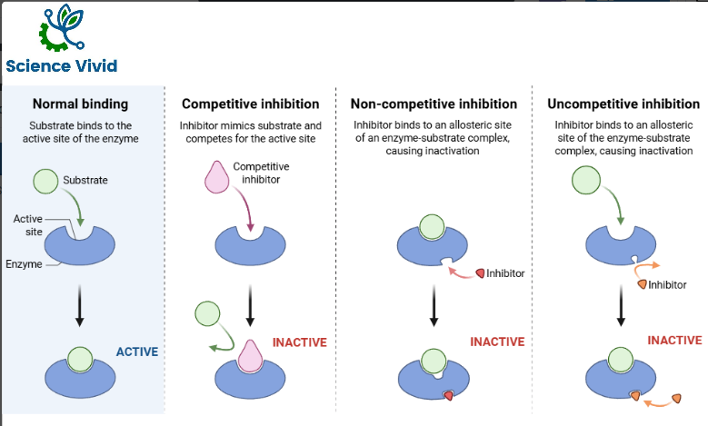 Competitive and non-competitive inhibition