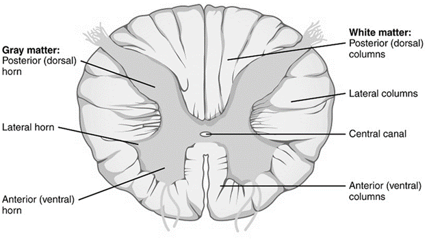 Cross-section of spinal cord